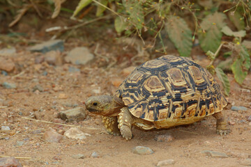 Leopardenschildkröte / Leopard tortoise / Geochelone pardalis