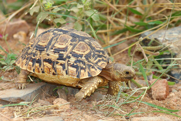 Leopardenschildkröte / Leopard tortoise / Geochelone pardalis