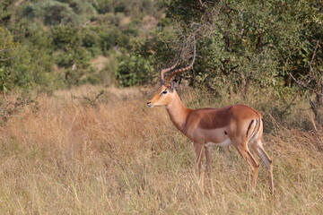 Schwarzfersenantilope / Impala / Aepyceros melampus