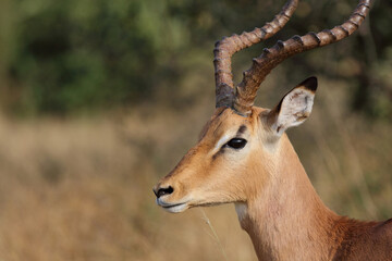 Schwarzfersenantilope / Impala / Aepyceros melampus