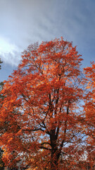 Autumn season, trees with fall Color Of Red, Gold, Yellow, and Burgundy in sweden 2023