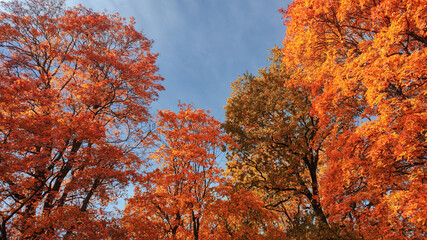 Autumn season, trees with fall Color Of Red, Gold, Yellow, and Burgundy in sweden 2023