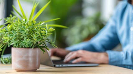 Office workspace with a green plant and typing on a laptop