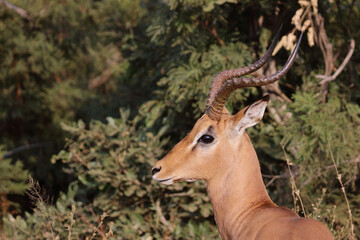 Fototapeta premium Schwarzfersenantilope / Impala / Aepyceros melampus