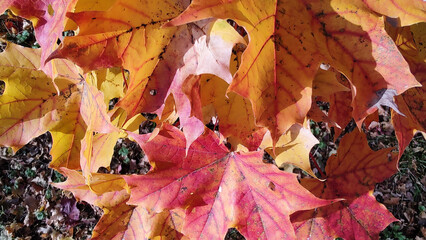Autumn season, trees with fall Color Of Red, Gold, Yellow, and Burgundy in sweden 2023