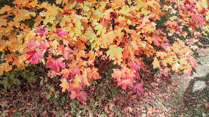 Autumn season, trees with fall Color Of Red, Gold, Yellow, and Burgundy in sweden 2023