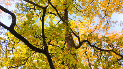 Autumn season, trees with fall Color Of Red, Gold, Yellow, and Burgundy in sweden 2023