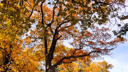Autumn season, trees with fall Color Of Red, Gold, Yellow, and Burgundy in sweden 2023