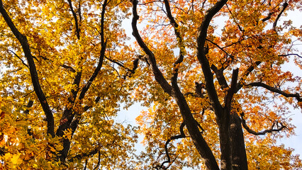 Autumn season, trees with fall Color Of Red, Gold, Yellow, and Burgundy in sweden 2023