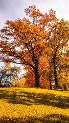 Autumn season, trees with fall Color Of Red, Gold, Yellow, and Burgundy in sweden 2023