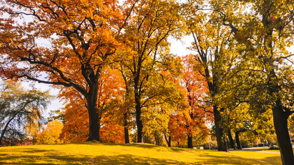 Autumn season, trees with fall Color Of Red, Gold, Yellow, and Burgundy in sweden 2023