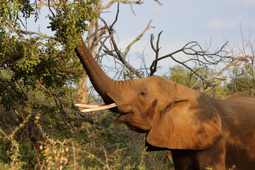 Fototapeta premium Afrikanischer Elefant / African elephant / Loxodonta africana
