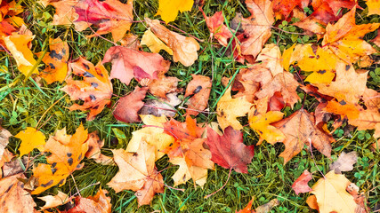 Autumn season, trees with fall Color Of Red, Gold, Yellow, and Burgundy in sweden 2023
