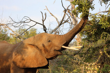 Afrikanischer Elefant / African elephant / Loxodonta africana