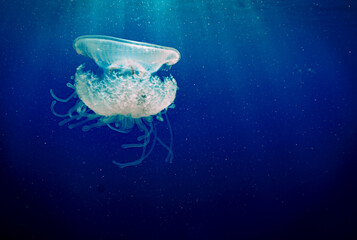 Crown JellyFish in Beautiful Blue Water  © EMMEFFCEE 