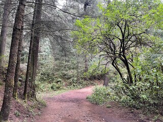 vista de un camino en medio del bosque con arboles, pasto y arbustos
