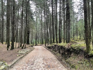vista de un camino en medio del bosque con arboles, pasto y arbustos