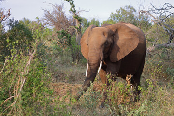 Fototapeta premium Afrikanischer Elefant / African elephant / Loxodonta africana