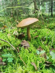 mushroom in the forest