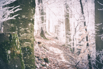 Wanderweg im Winterwald
