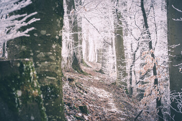 Wanderweg im gefrorenen Schwäbischen Wald