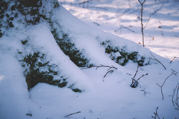 Baumwurzel im Schnee