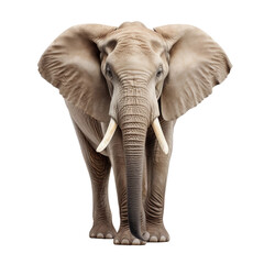 elephant isolated on white