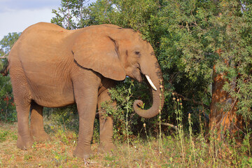 Afrikanischer Elefant / African elephant / Loxodonta africana