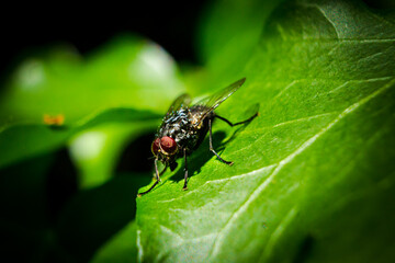 fly close up