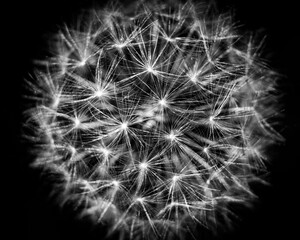 dandelion black and white