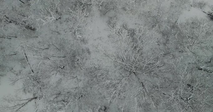 winter trees