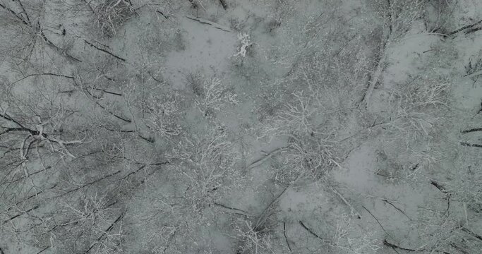 winter trees