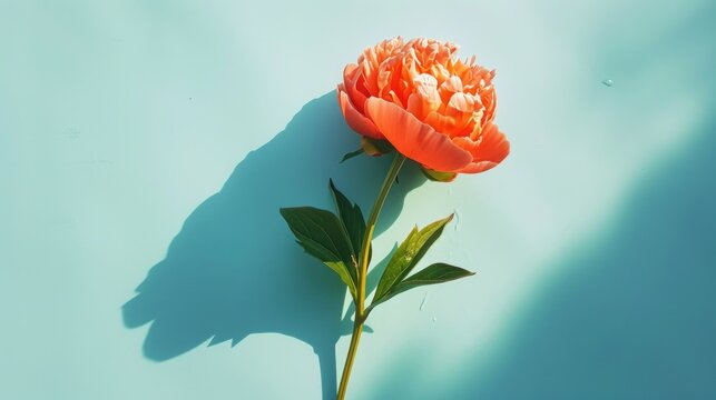  a single orange flower sitting on top of a light blue table next to a shadow of a person's hand.