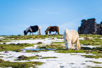 A small white horse grazes in a field with other horses in the background