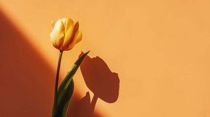  a single yellow tulip casts a shadow on an orange wall with the shadow of a shadow cast on it.