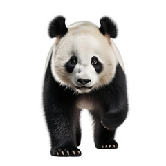 giant panda isolated on white background