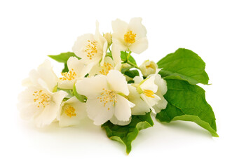 White flowers of jasmine. - 725070219