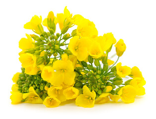 Mustard Flower blossom. - 725070223