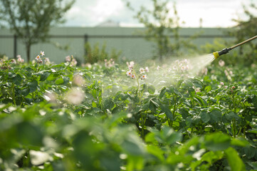 treatment of potato plants in the garden with chemicals from the Colorado potato beetle. High quality photo