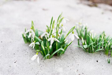 Snowdrops and snow. - 725070258