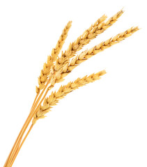Ears of wheat. - 725070268