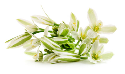 white flowers background - 725070275