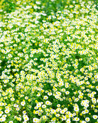 Field of green grass and blooming daisies. - 725070400
