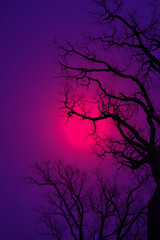Leafless Oak tree branches silhouette. Black purple pink violet. Oak tree branches silhouette on a blue violet background. Silhouettes of a dark gloomy forest with textured trees.