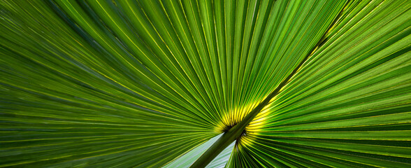 palm leaves - tropical background - 725070664