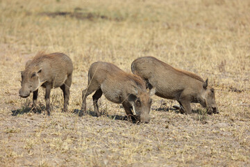 Warzenschwein / Warthog / Phacochoerus africanus