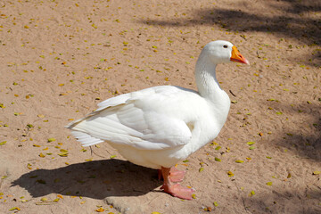 White duck standing on the sand.