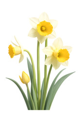daffodil isolated on transparent background