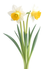 daffodil isolated on transparent background