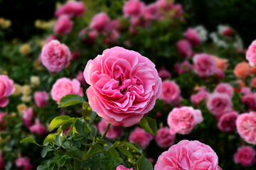 Blumen 1507